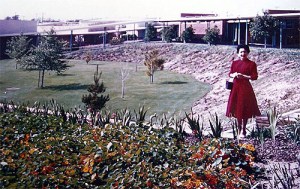 saffrons rule Senior Lawn